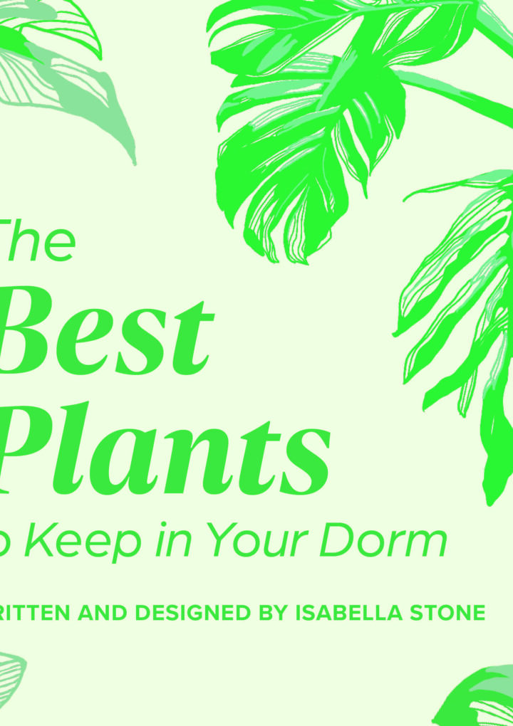 The Best Plants to Keep in your dorm